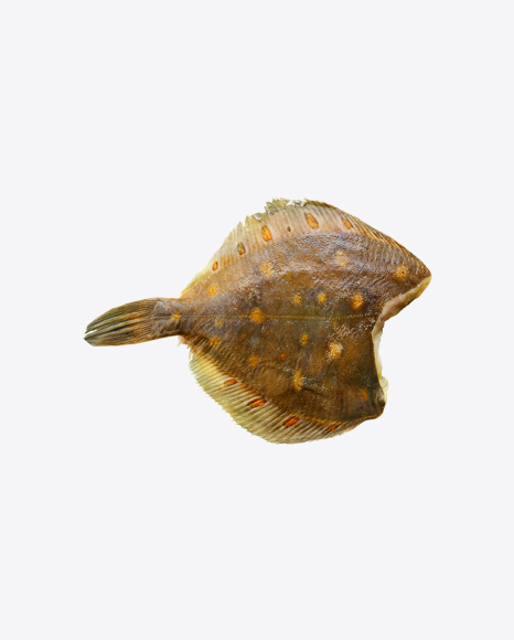 Raw Plaice