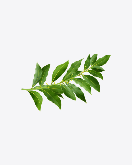 Bay Tree Branch PNG