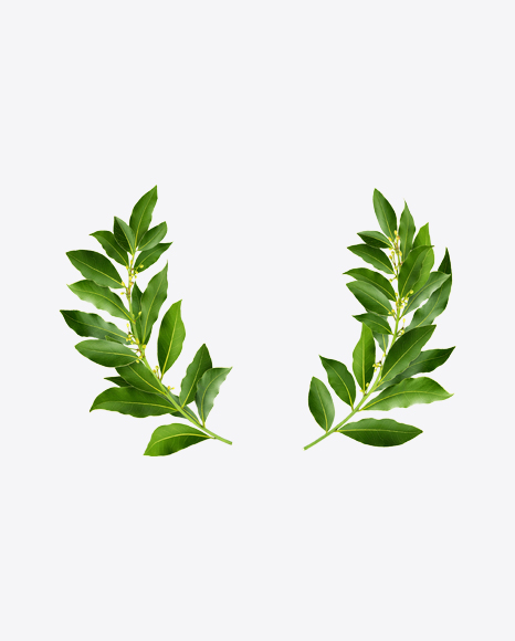 Bay Tree Branches PNG