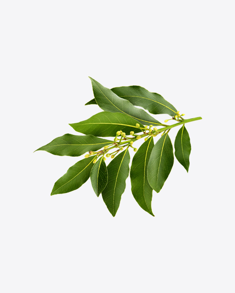 Bay Tree Branch PNG
