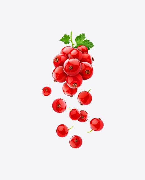 Red Currant Branch PNG