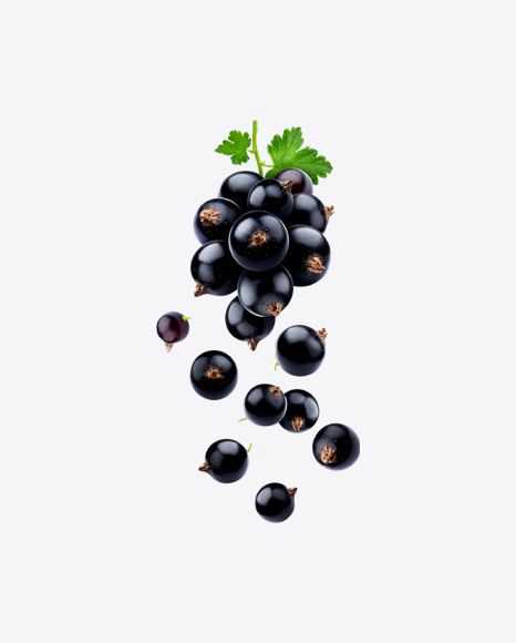 Black Currant Branch PNG