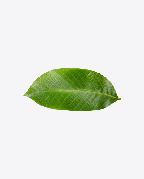 Walnut Leaf