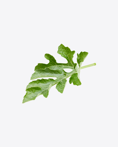 Watermelon Leaf
