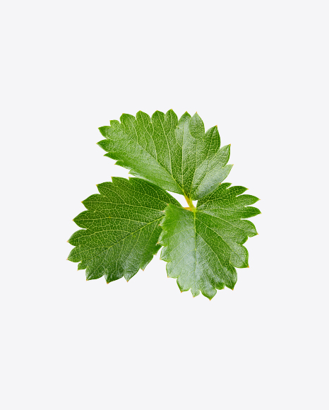 Strawberry Leaves Branch