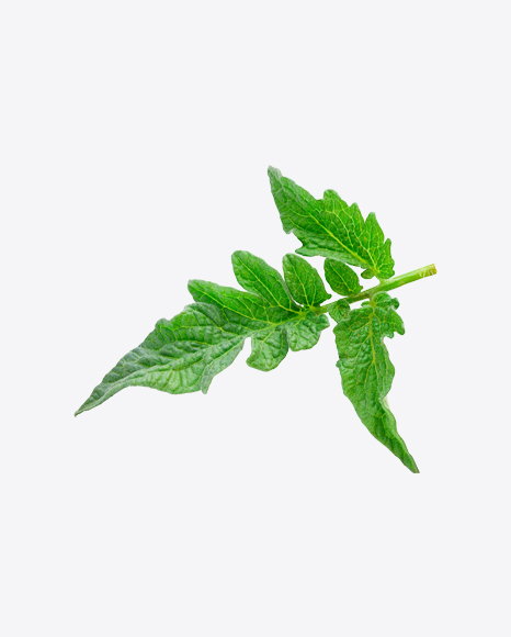 Tomato Plant Branch