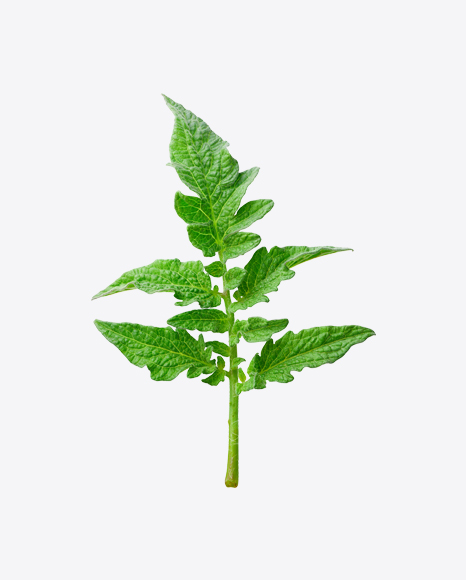 Tomato Plant Branch