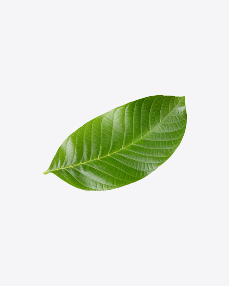 Walnut Leaf