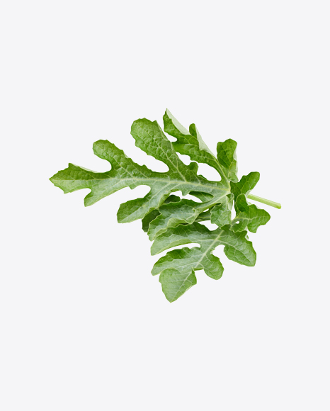 Watermelon Leaves
