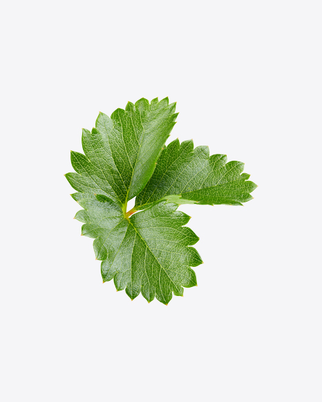 Strawberry Leaves Branch