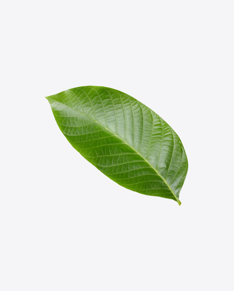 Walnut Leaf