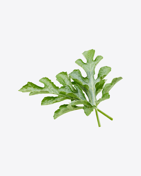 Watermelon Leaves