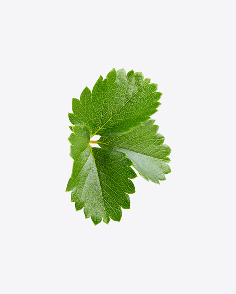 Strawberry Leaves Branch