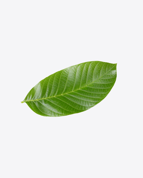 Walnut Leaf