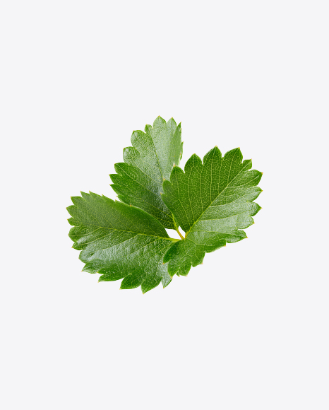 Strawberry Leaves Branch