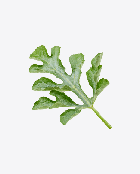 Watermelon Leaf