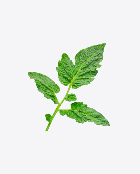 Tomato Plant Branch