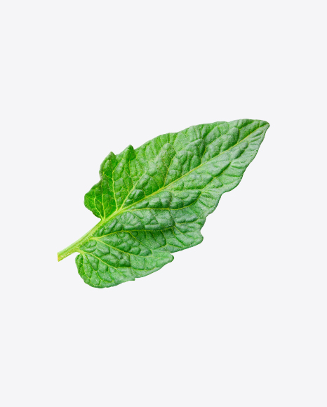 Tomato Leaf