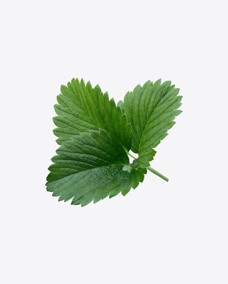 Strawberry Leaves Branch