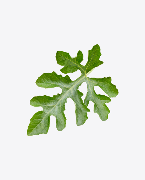 Watermelon Leaf