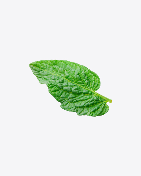 Tomato Leaf