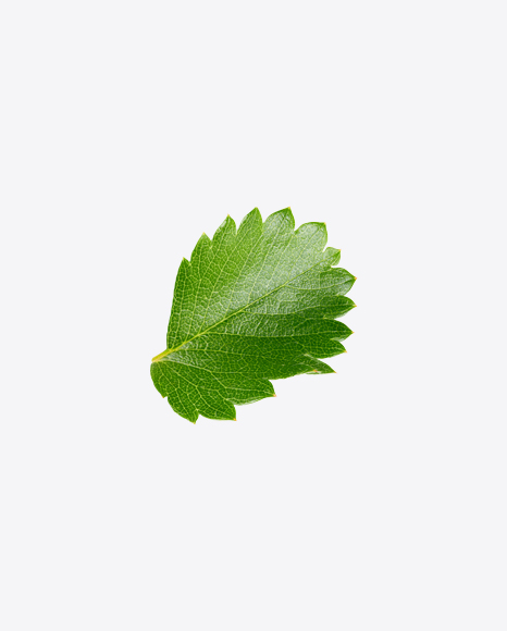 Strawberry Leaf