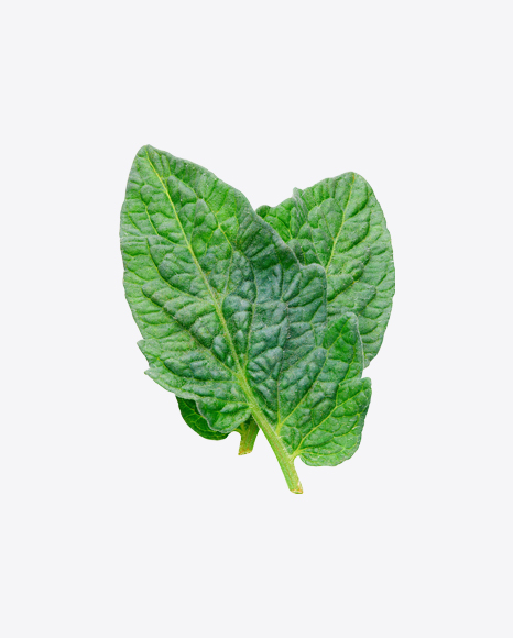 Tomato Leaves