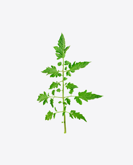 Tomato Plant Branch