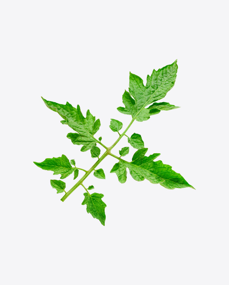 Tomato Plant Branch