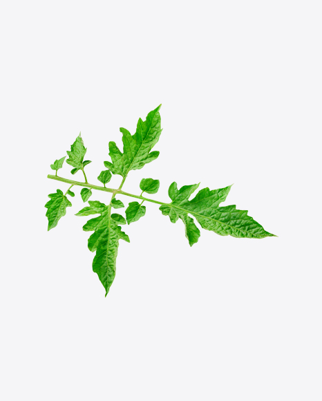 Tomato Plant Branch