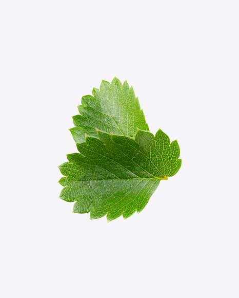 Strawberry Leaves