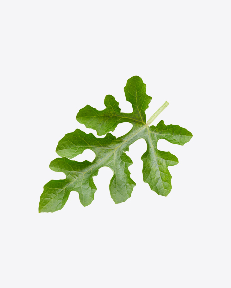 Watermelon Leaf