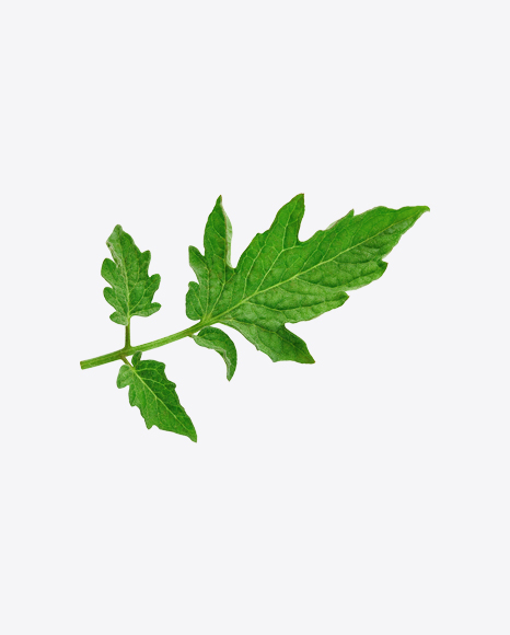 Tomato Plant Branch