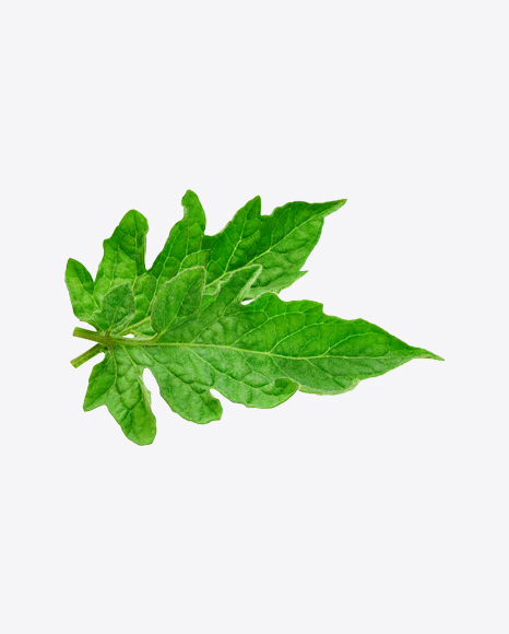 Tomato Leaves