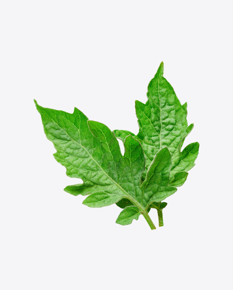 Tomato Leaves