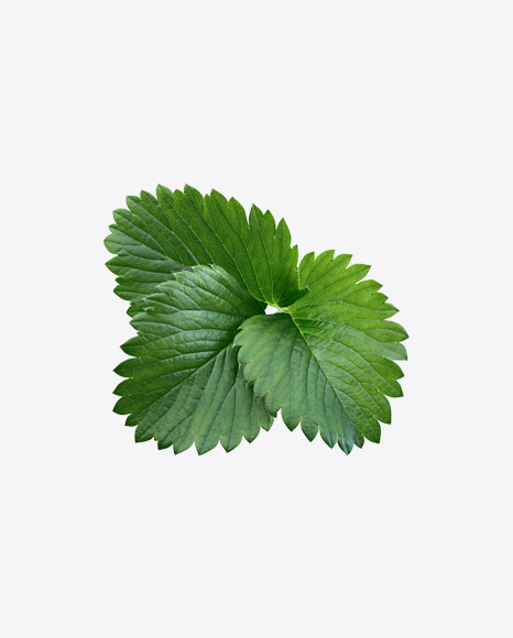 Strawberry Leaves Branch
