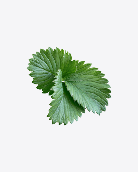 Strawberry Leaves Branch