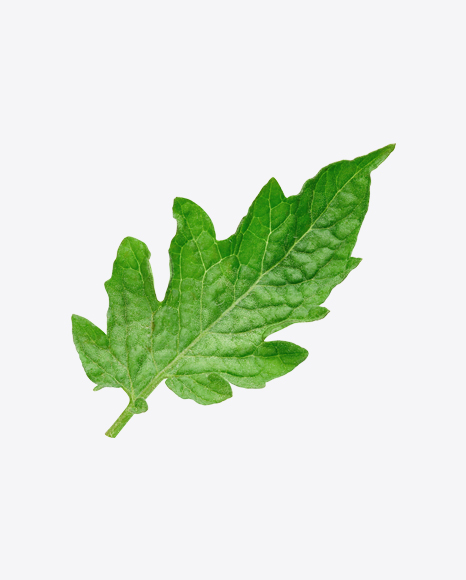 Tomato Leaf
