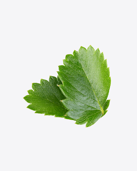 Strawberry Leaves Branch