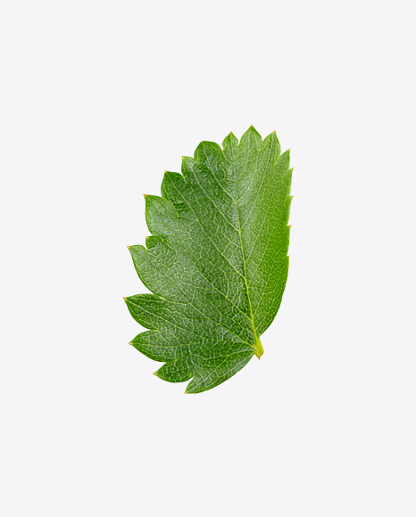 Strawberry Leaf