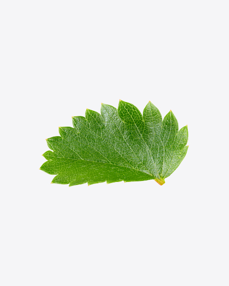 Strawberry Leaf