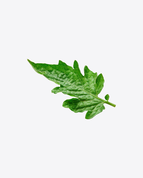 Tomato Leaf
