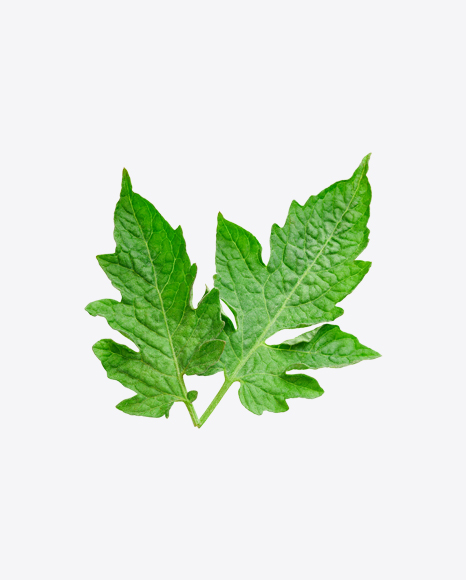 Tomato Leaves