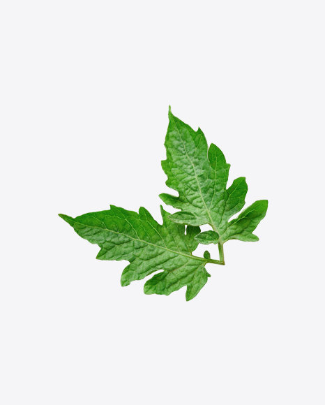 Tomato Leaves