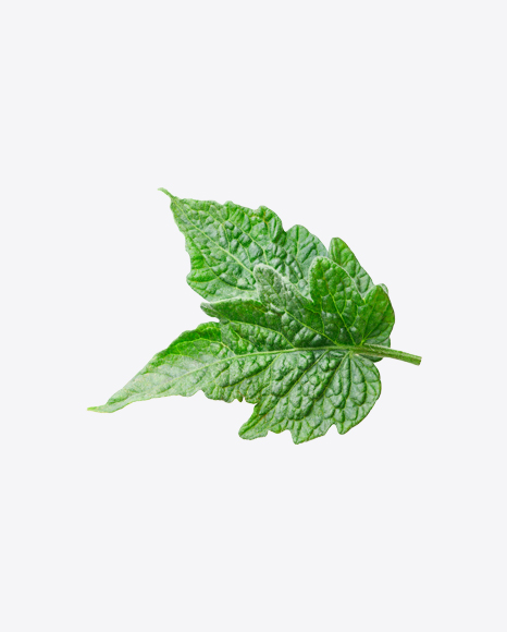 Tomato Leaves