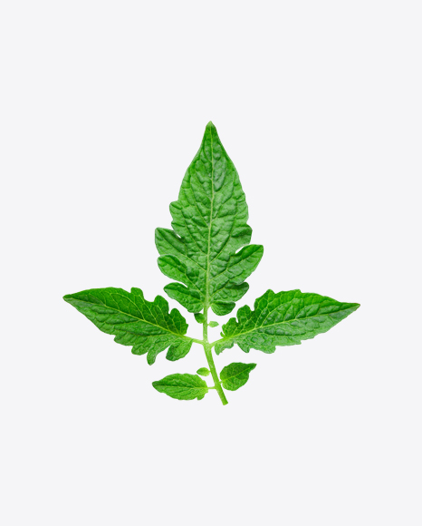Tomato Plant Branch