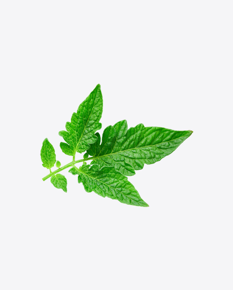 Tomato Plant Branch
