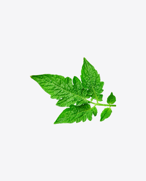 Tomato Plant Branch