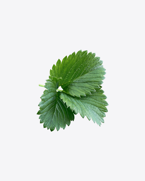 Strawberry Leaves Branch