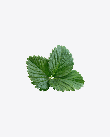 Strawberry Leaves Branch